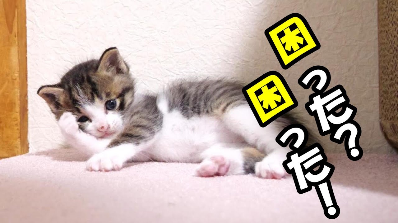 ひとりぼちだった子猫が困ってしまう？【赤ちゃん猫　保護猫】
