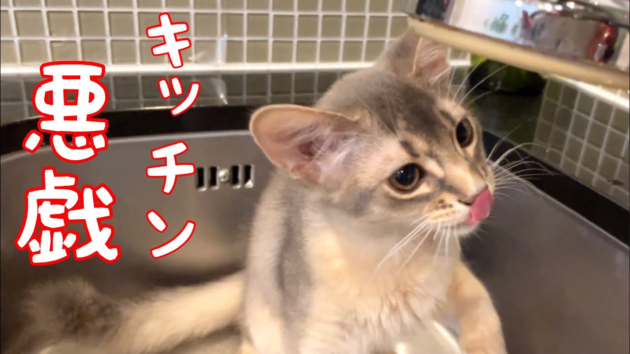 【癒し閲覧注意】シンクに入るとワクワクするんだよ❣️【ソマリ】