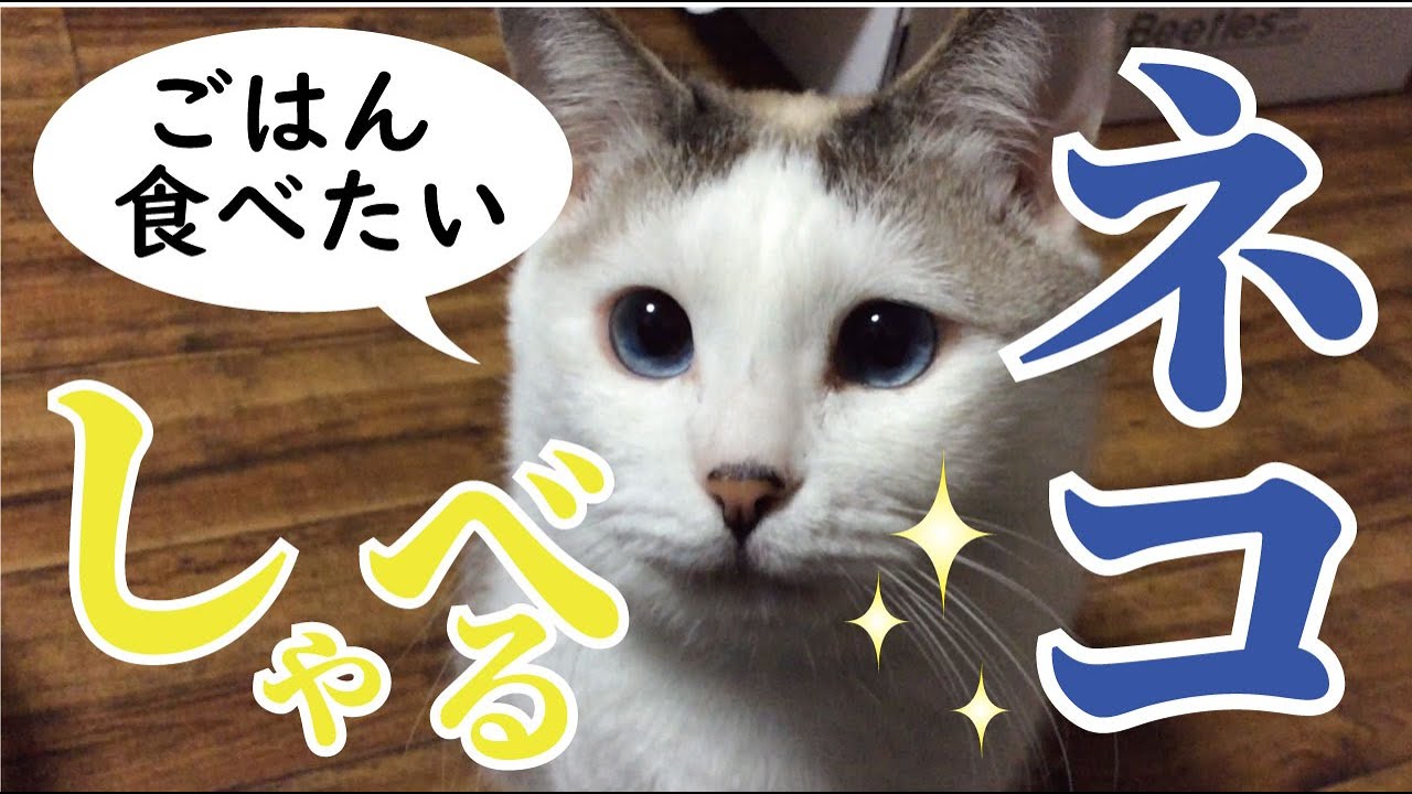何回聞いてもはっきりしゃべる猫