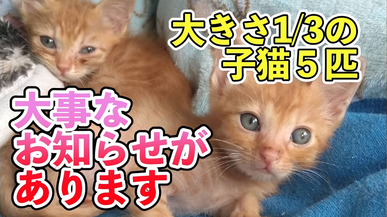 大きさ1/3の子猫5匹、大事なお知らせがあります【子猫保護】