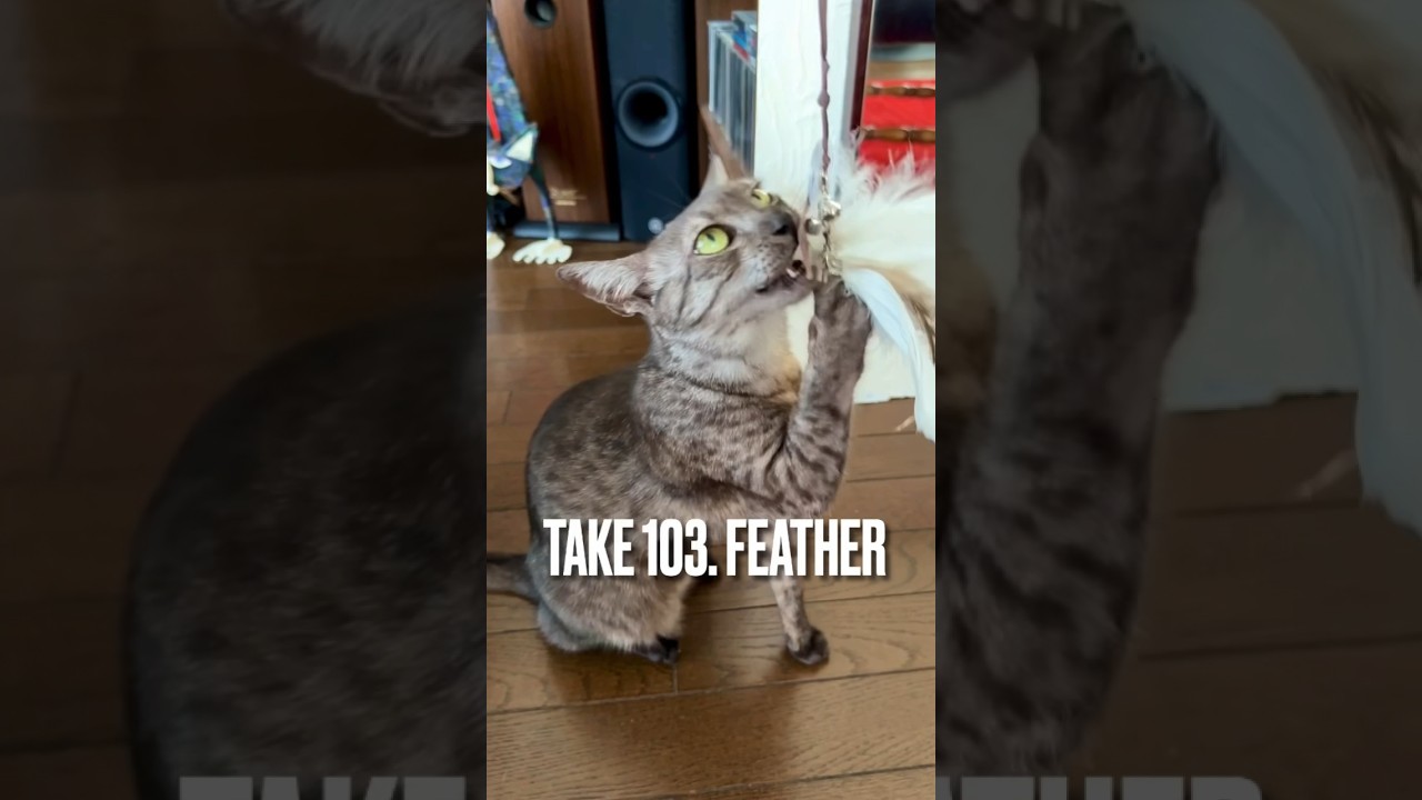#羽根 大好き #離さないにゃ #遊ぶ猫 #playingcat #feather #エジプシャンマウ #shorts