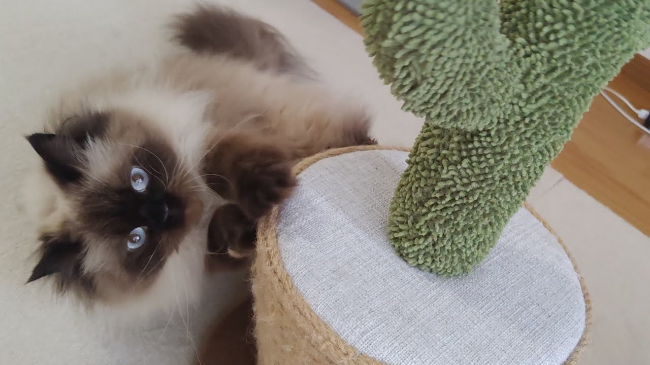 【ヒマラヤン】サボテンと戦っていることをちょいちょい忘れてしまう猫