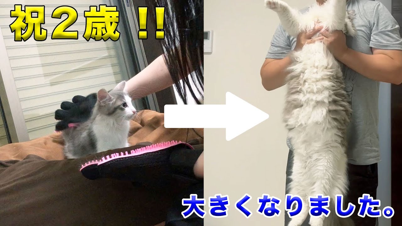 【ノルウェージャンフォレストキャット】2歳になりました！！