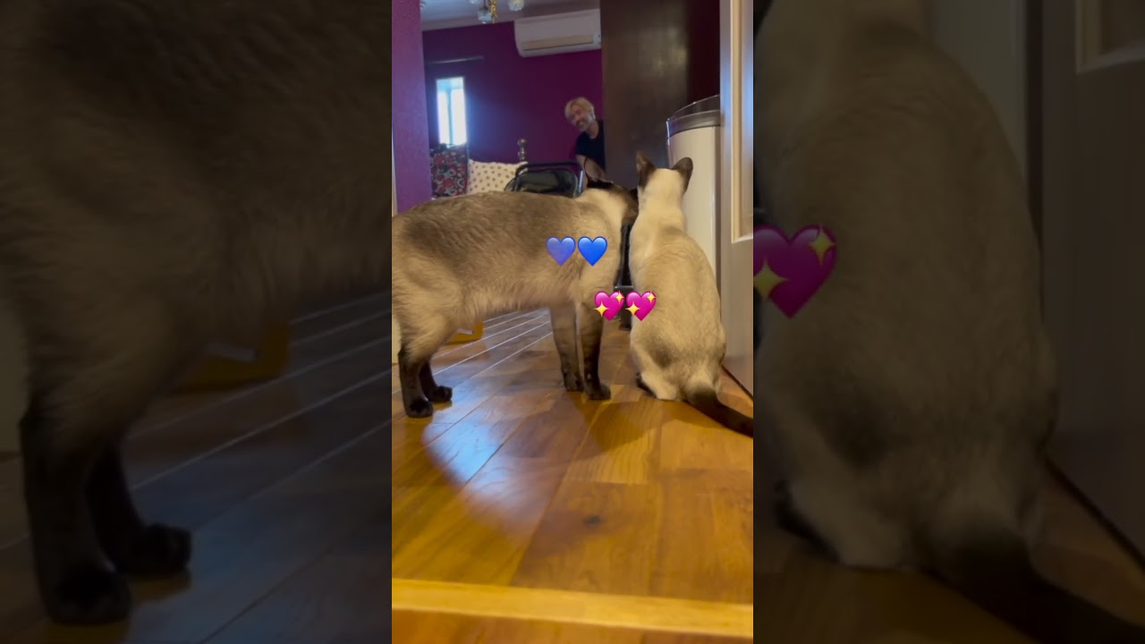 Siamese cat heartbreak💖