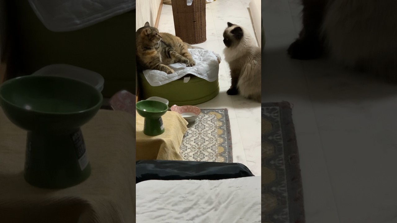 喧嘩するかと思ったら…#日常 #猫 #保護猫 #ヒマラヤン #猫のいる生活 #shorts