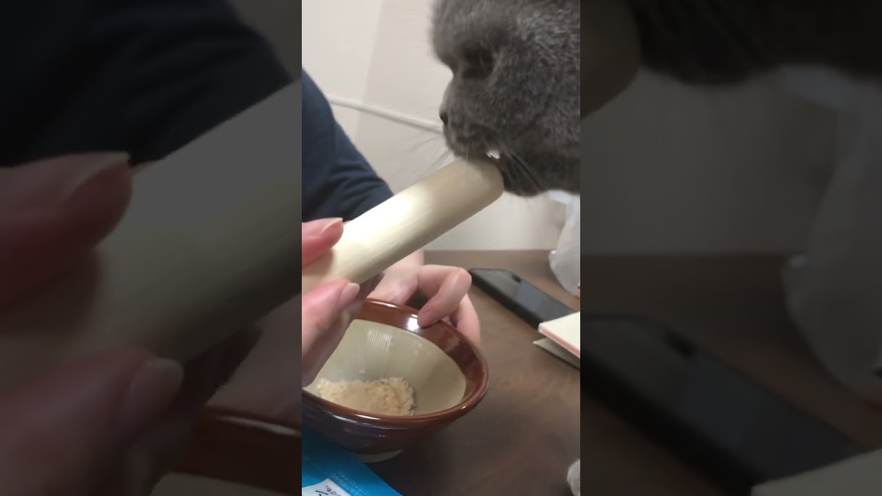 【猫】ふりかけ作成中〜♪ #ブリティッシュショートヘア #猫 #cat #cute