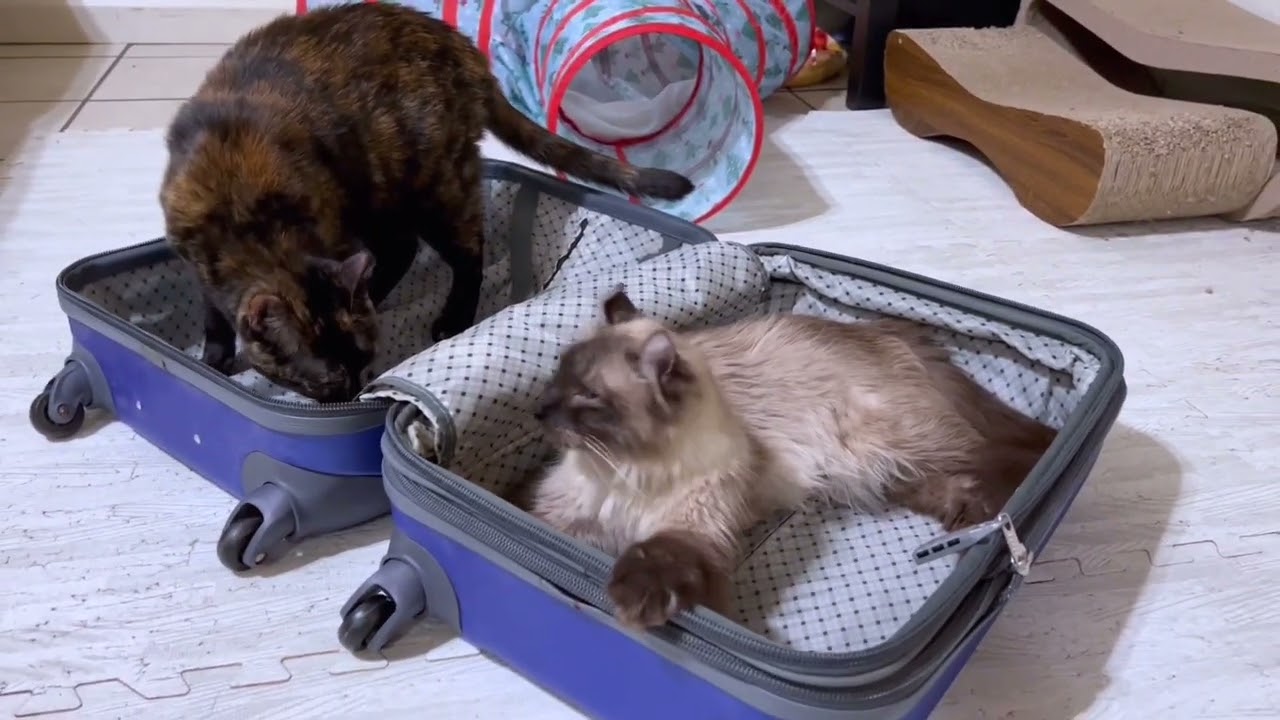 【渡米２日前】飼い主が日本に行く前の愛猫たちの様子😿