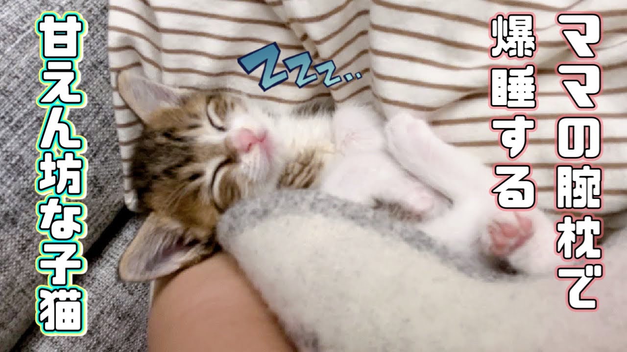 【保護猫】ママの腕枕で寝落ちする甘えん坊な子猫が可愛すぎますｗ