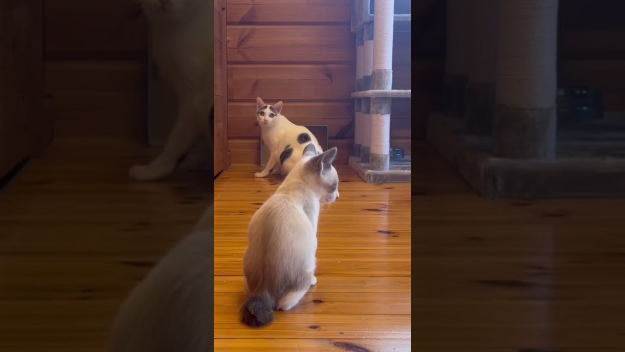 久しぶりのPK戦。新入り子猫も参戦！？　#保護猫 #cat #ハチワレ #多頭飼い l