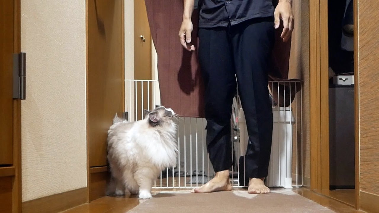 全身ズブ濡れの飼い主にハッキリごはんと言うラグドール。