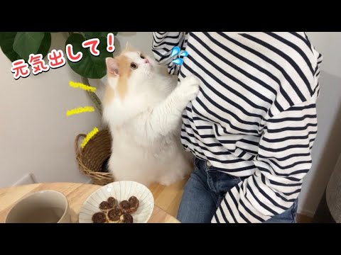 仕事で疲れていたら愛猫と愛犬が優しすぎて感動しました！涙