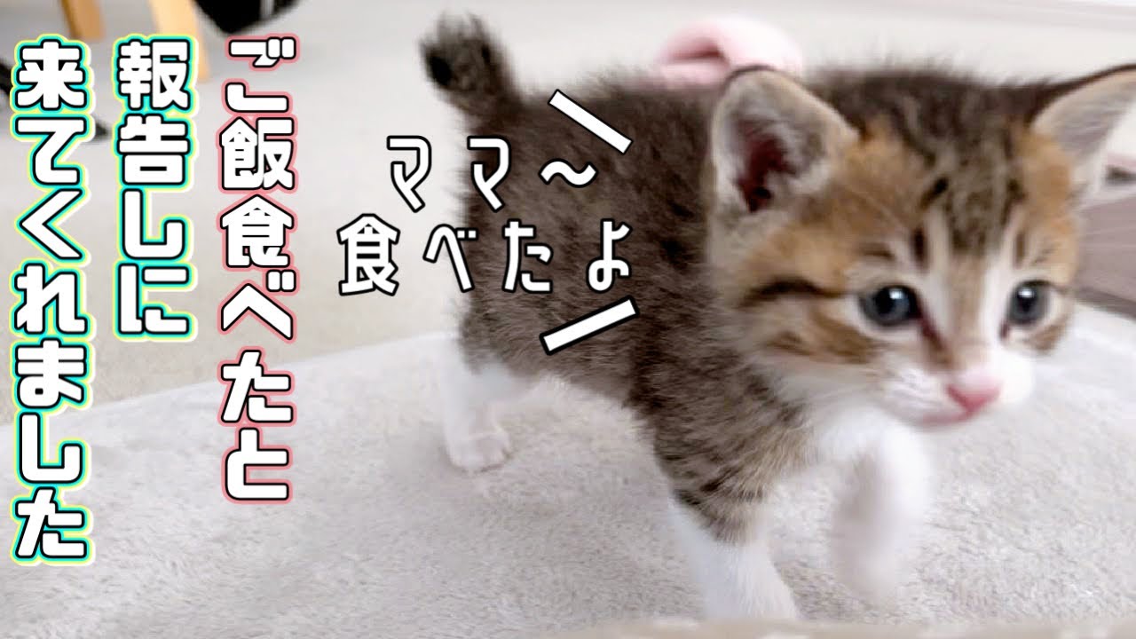 【保護猫】ご飯を食べ終わるとママの所に報告しに来る子猫が可愛いｗ