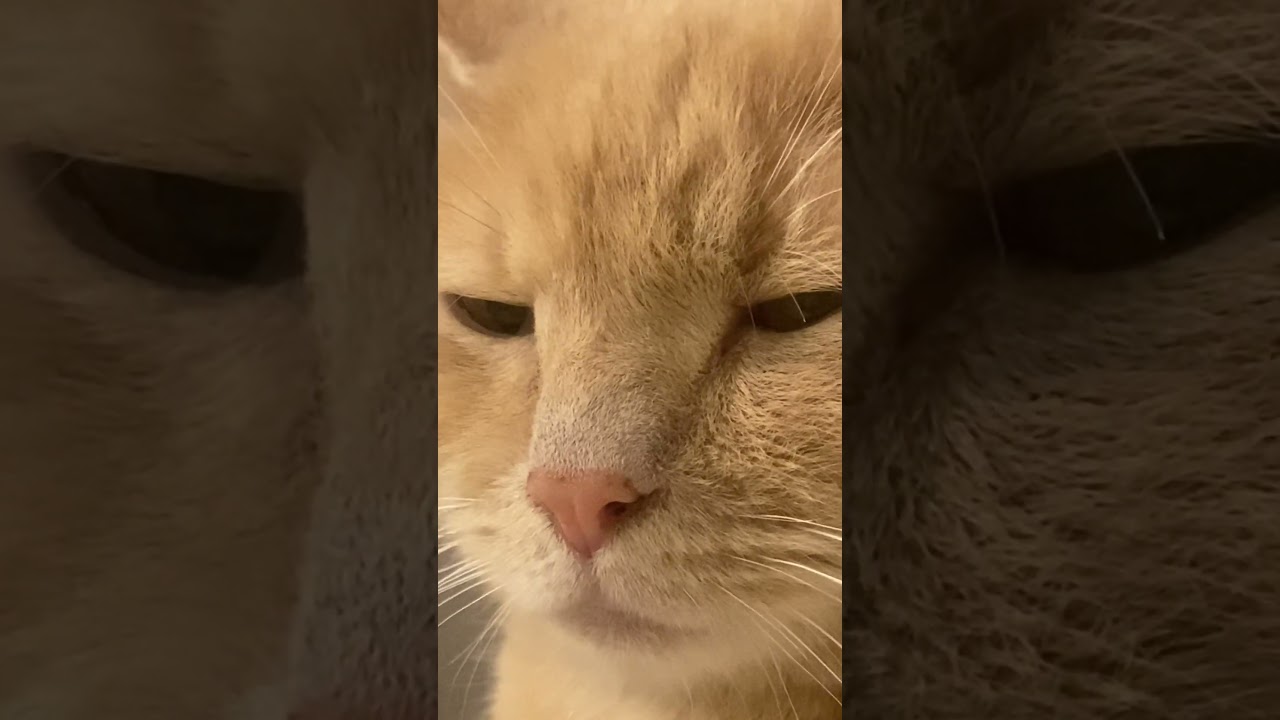 Max the Manx #cats #adorable #pets #manxcats #beigecats #gingercats #sleepycats