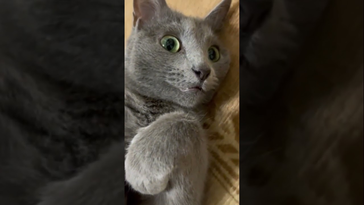 ドアップのアイドル猫💛（ロシアンブルー）#shorts