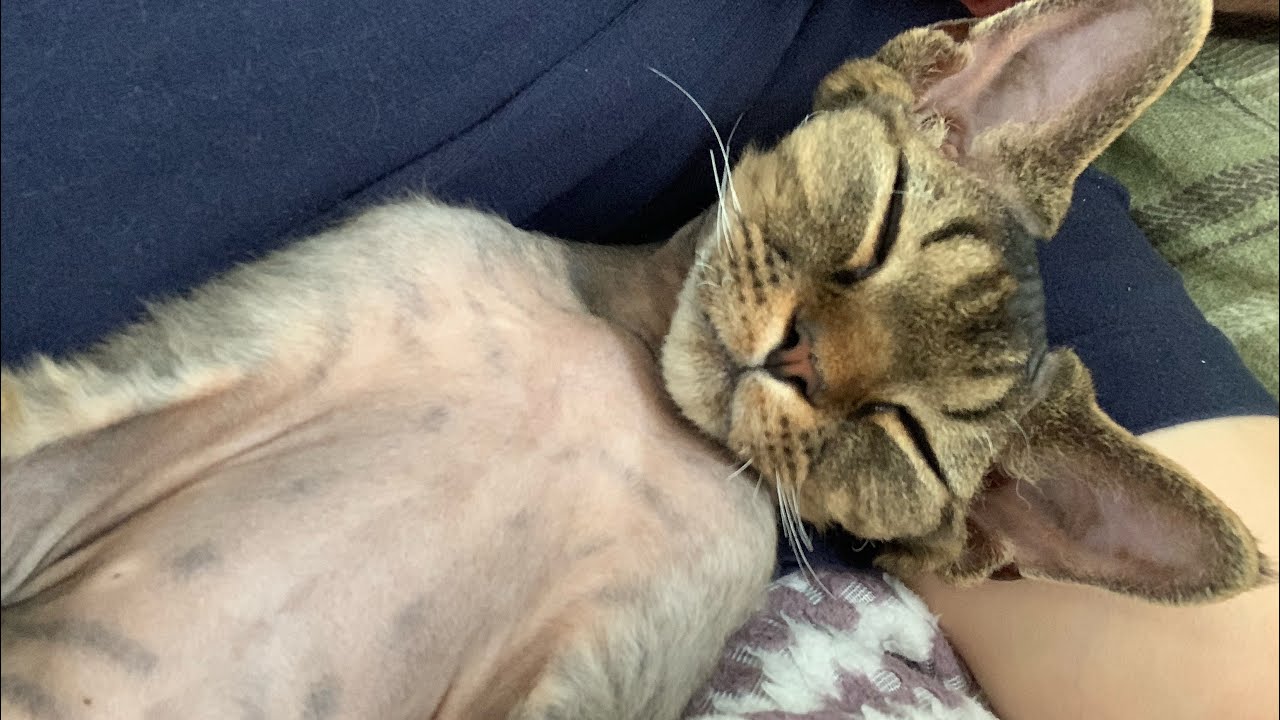 デボンレックス兄弟のほのぼのシーンのまとめ第２弾(A collection of heart-warming scenes of Devon Rex brothers -part2-)