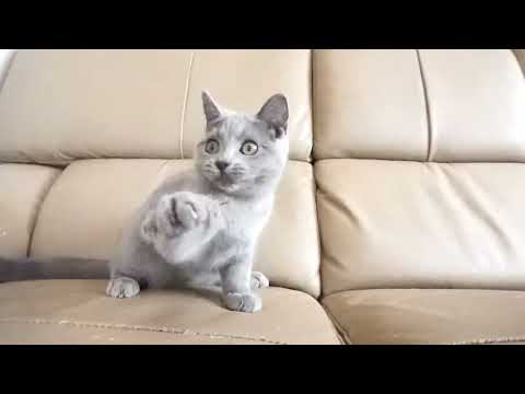 ブリティッシュショートヘアー子猫　British Shorthair　2023.3.9産まれ　ブルー　女の子　シーダキャット猫のお店