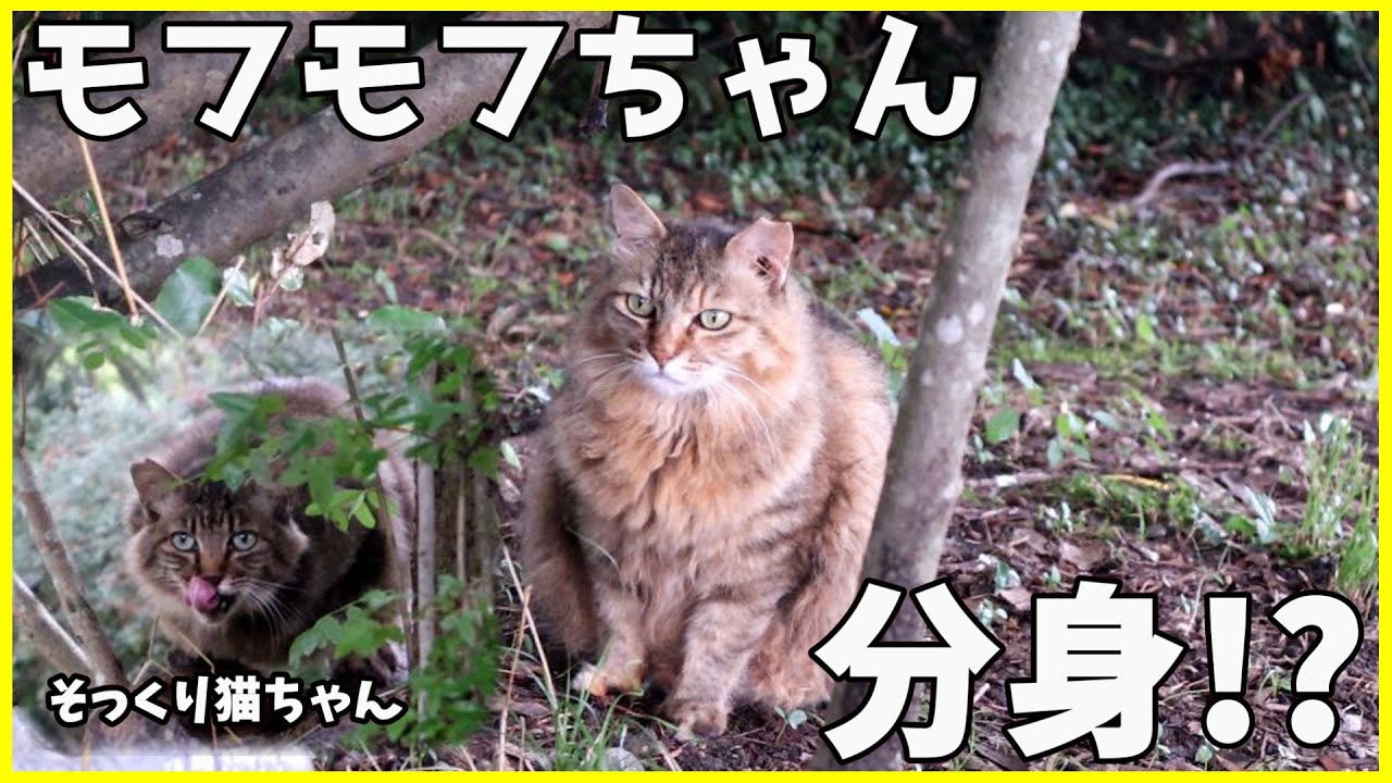 ペルシャ猫のモフモフちゃんが分身していました(笑)