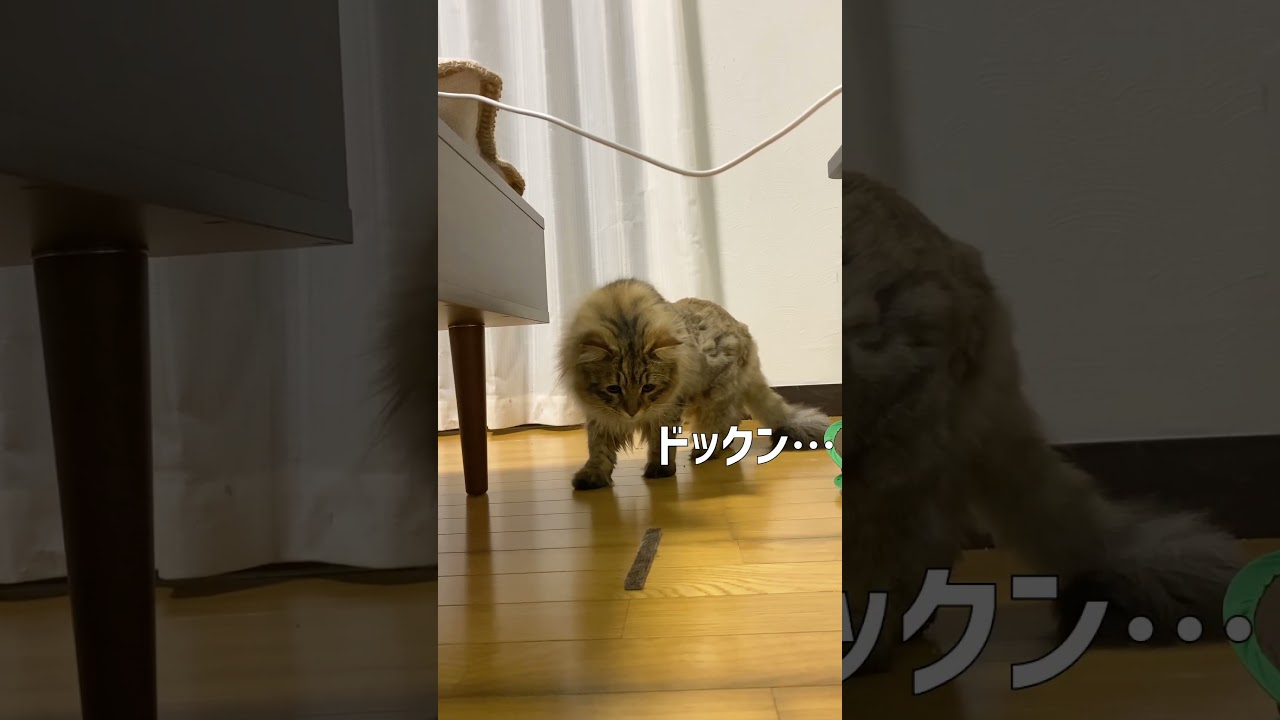 絨毯の切れ端にビビる猫【サイベリアン】 #shorts
