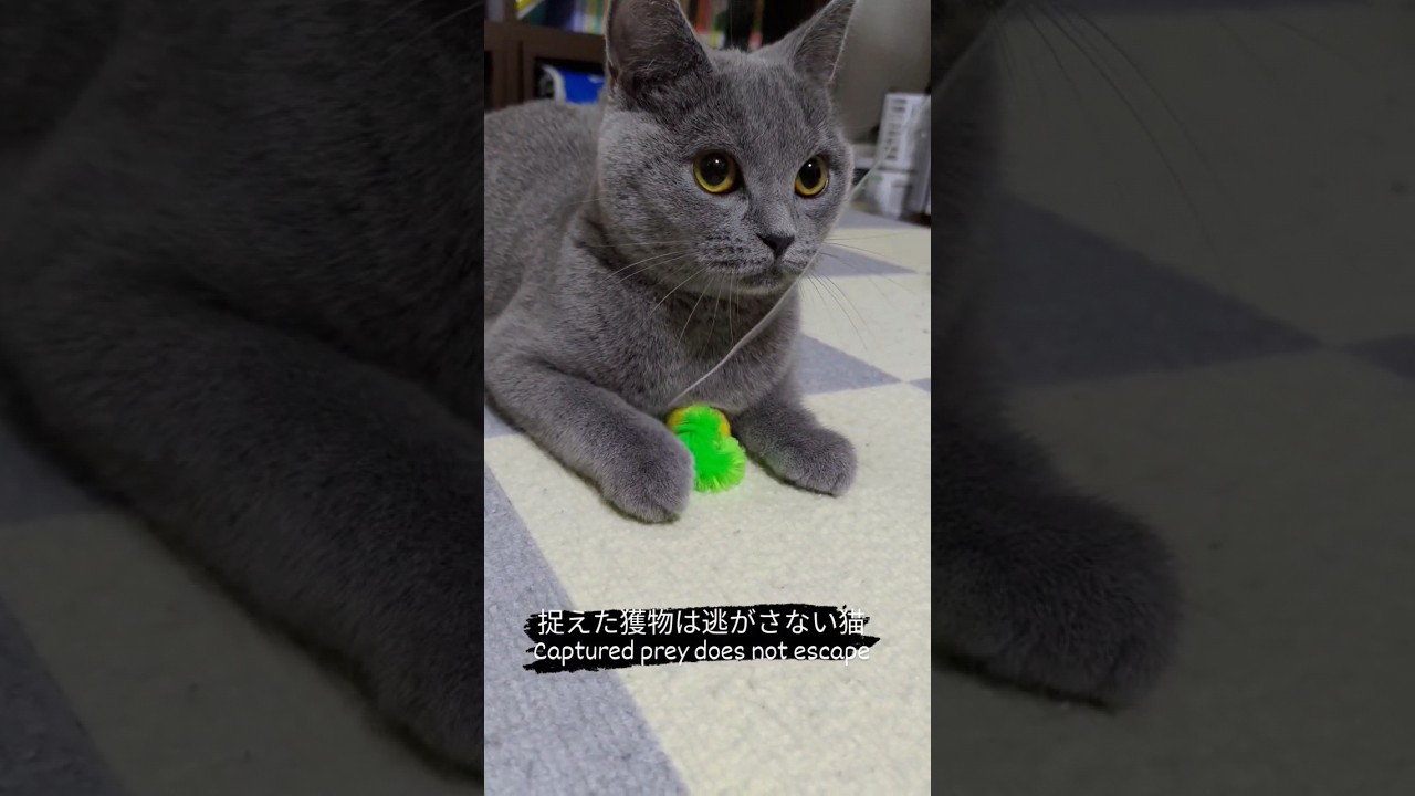 捉えた獲物は逃がさない猫のシャルトリュー（Captured prey does not escape）