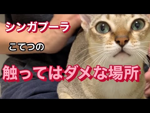 シンガプーラこてつの触ってはダメなところ