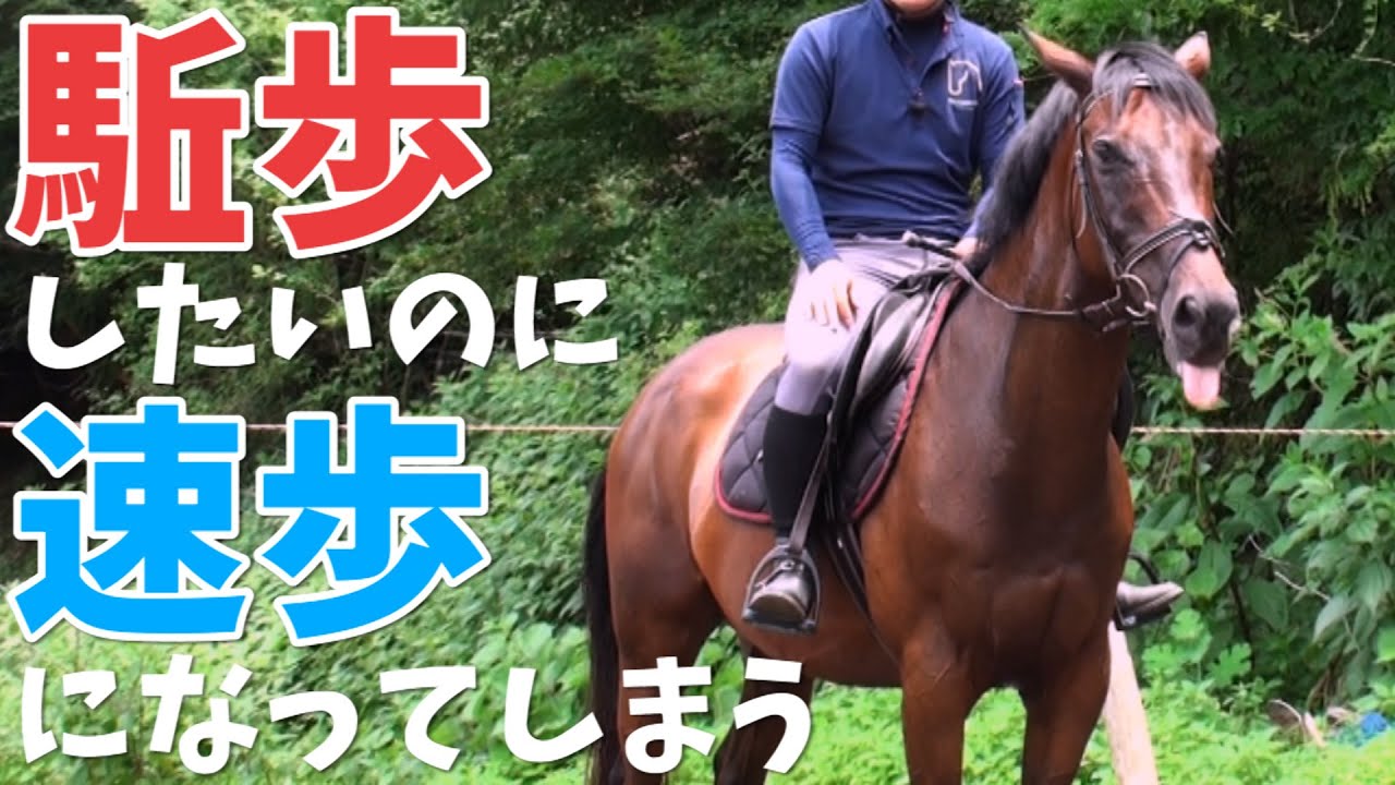 違う、脚じゃない！/駈歩発進したいのに速歩になってしまう貴方へ