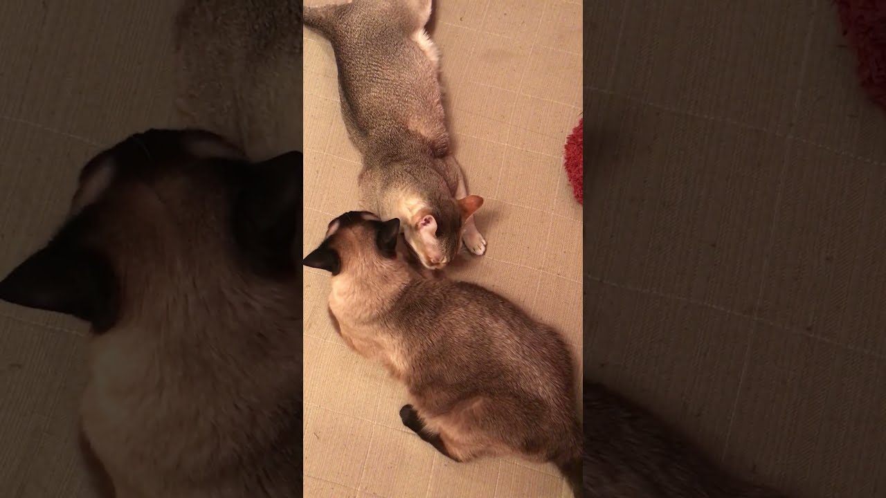 大好きなたぬき猫をペシッとして逃げていくシンガプーラなのにゃ♪