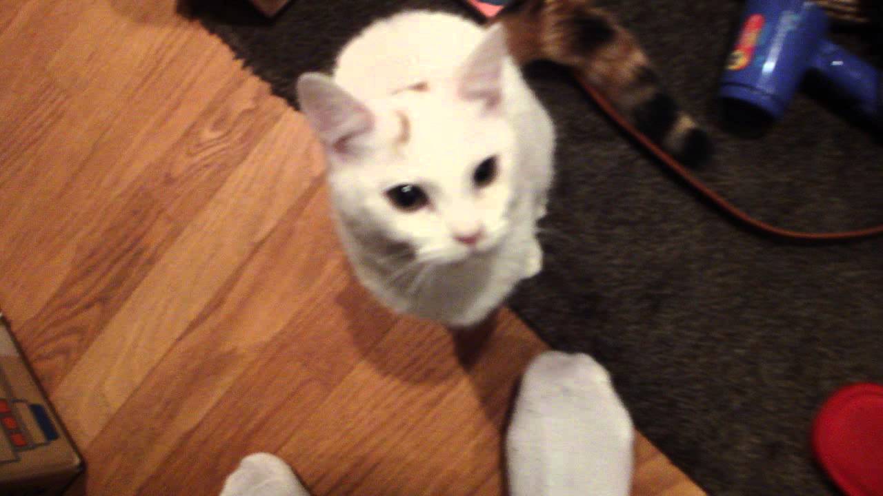 ねこ　白くてフワフワのターキッシュバン