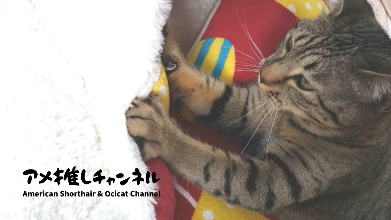 オシキャット・カラちゃんの足踏み