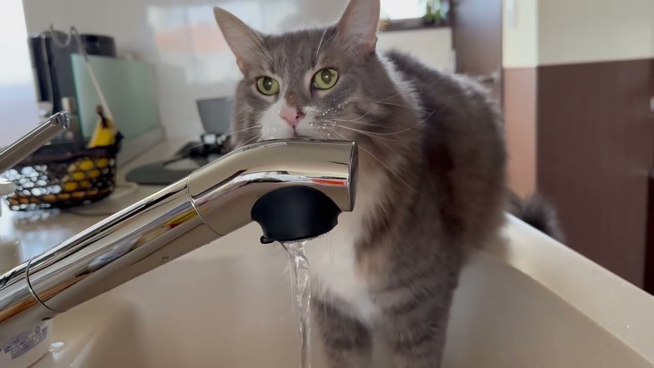 新しいトイレを使う猫　ノルウェージャンフォレストキャットA cat using a new litter box. Norwegian Forest Cat.