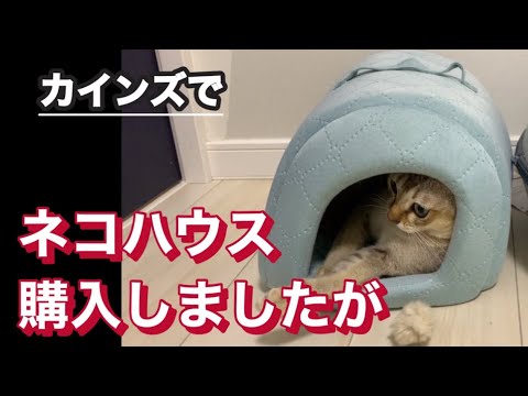 新しい猫ハウス買ってきたら　　シンガプーラ