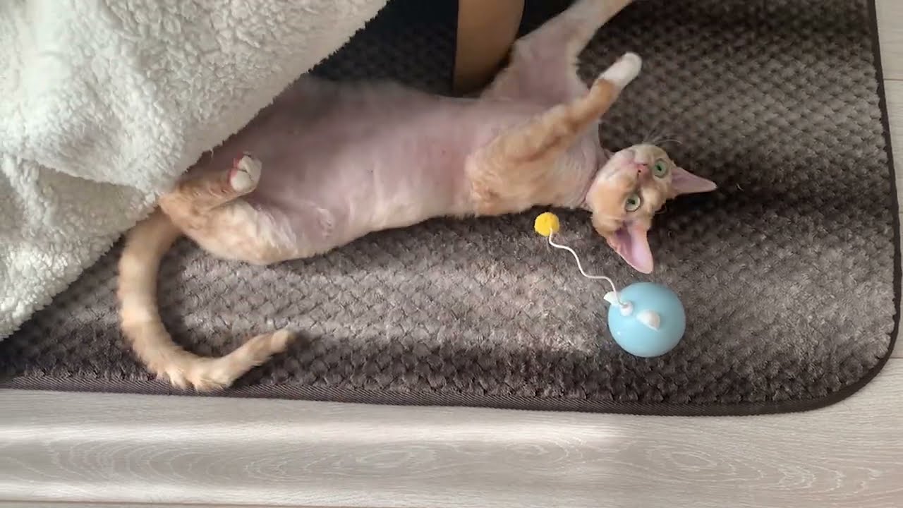 デボンレックス兄が1人遊びしています(Devon Rex cat palying alone)