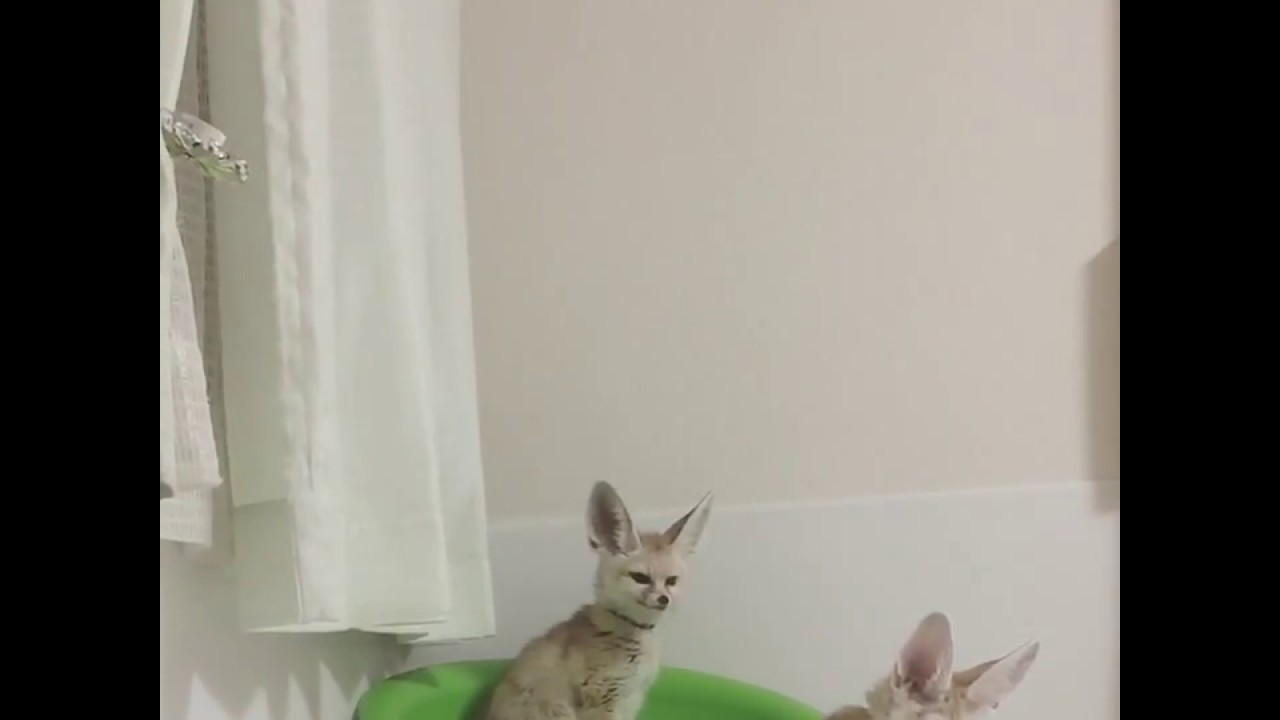 尻尾噛むふりしてトッポちゃんに甘える縁ちゃん。