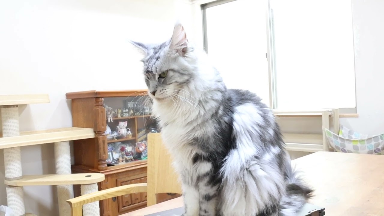 格好良いシルバーのメインクーン祭りさん