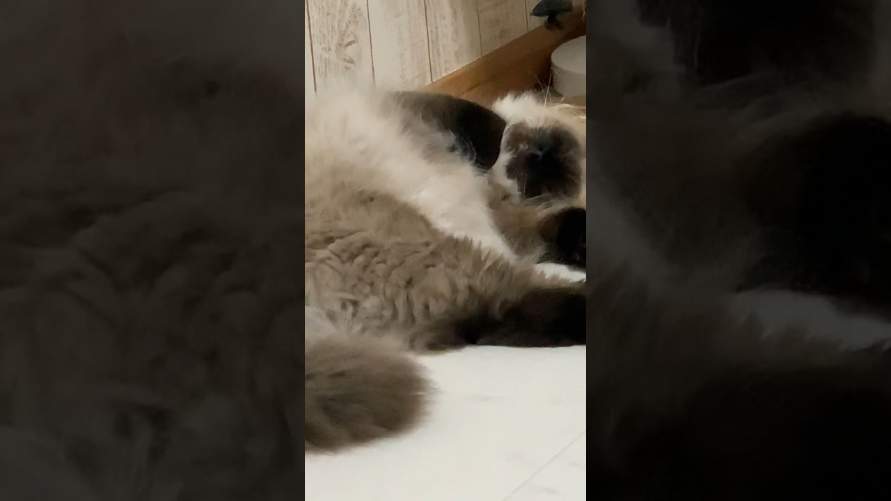 唇がかわいい#日常 #猫 #ヒマラヤン #猫のいる生活 #shorts