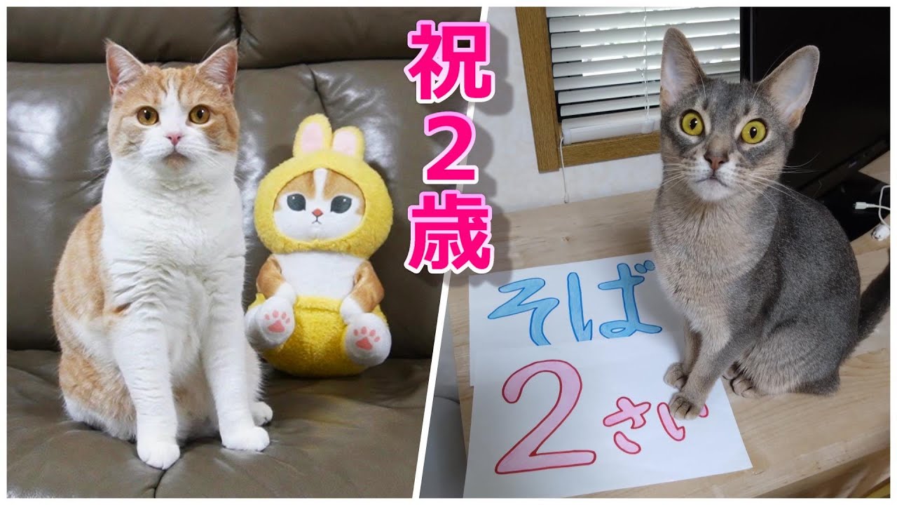 ケーキにかぶりつく猫～映えよりも味優先が正解でした【スコティッシュフォールド】【アビシニアン】