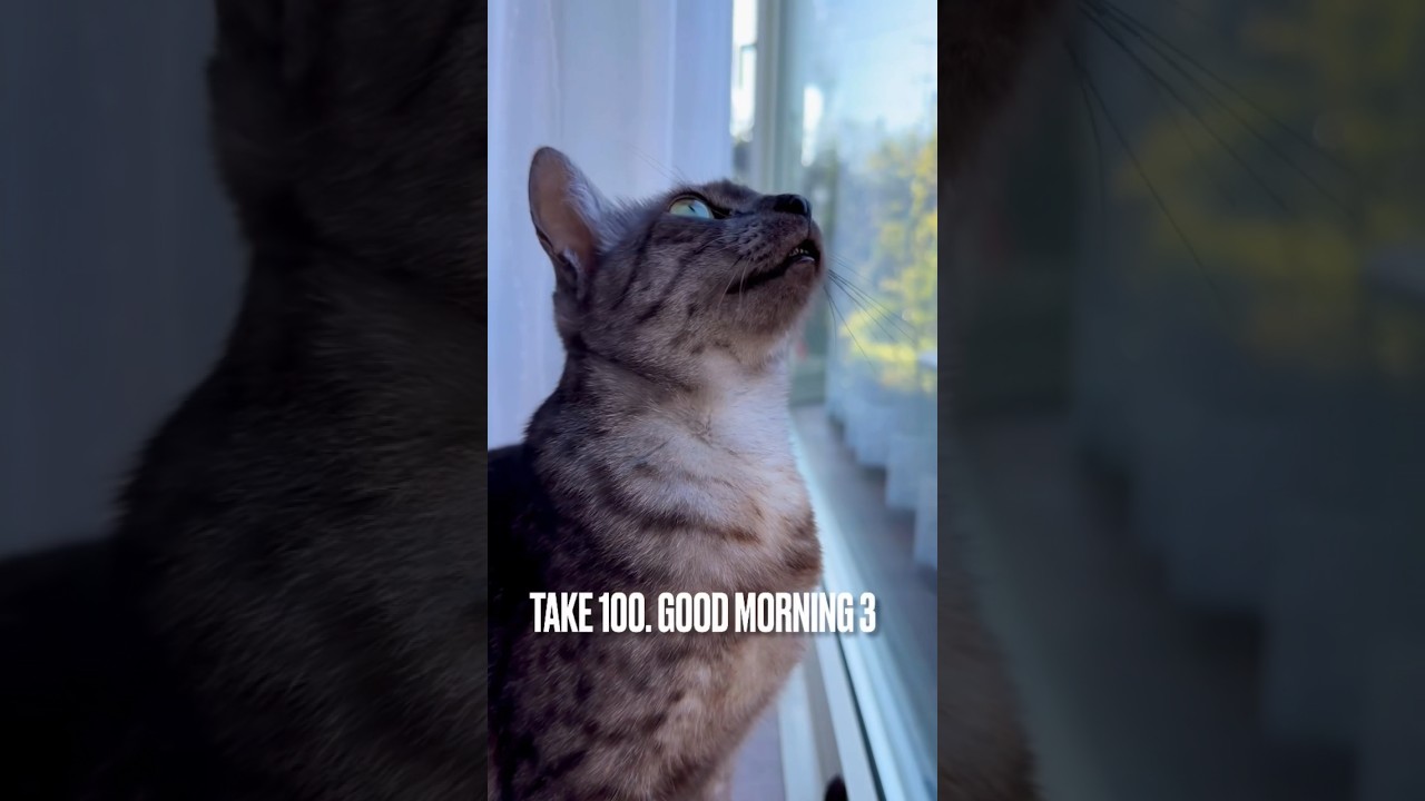 #おはよう にゃ😽#ニャルソック #天気がいいね #エジプシャンマウ #猫 #ねこ #goodmorning #窓辺の猫 #shorts