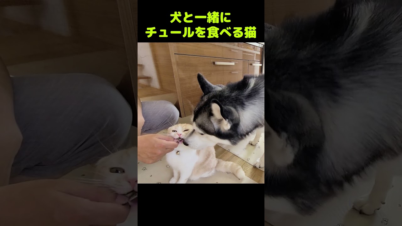 猫が犬と一緒にチュールを食べるとこうなる...#shorts