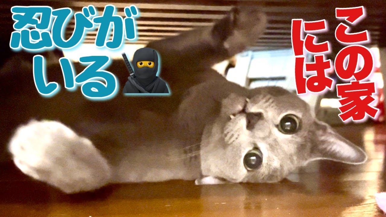 ロシアンブルー | そんな狭いところで！？~背這いする猫 [Russian Blue cat Kotetsu] narrow spaces~A cat crawling on his back