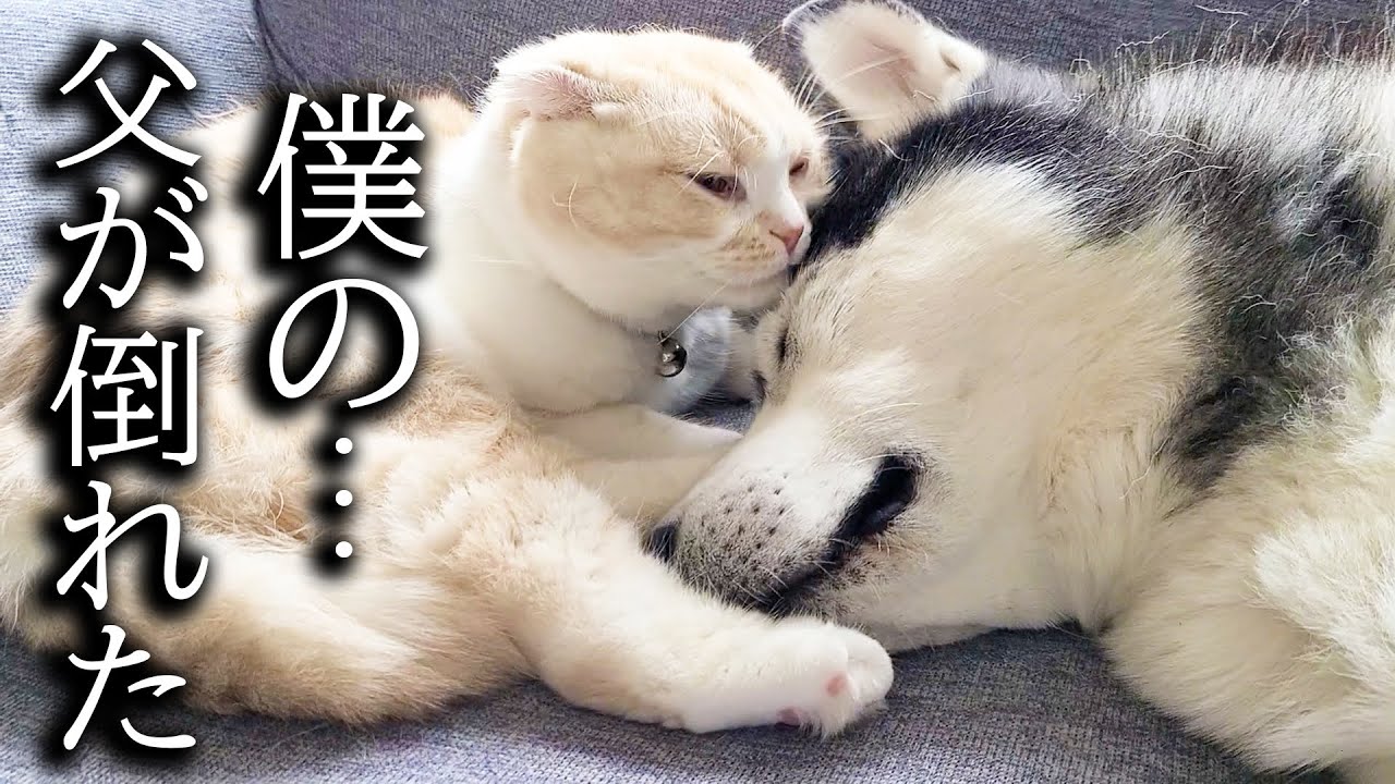 ハスキー犬が体調を崩して元気がなく子猫が心配してます。