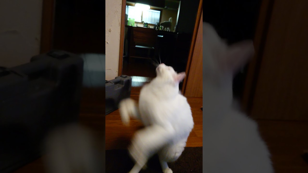 白いワンコ＃猫＃初号機＃ターキッシュアンゴラ