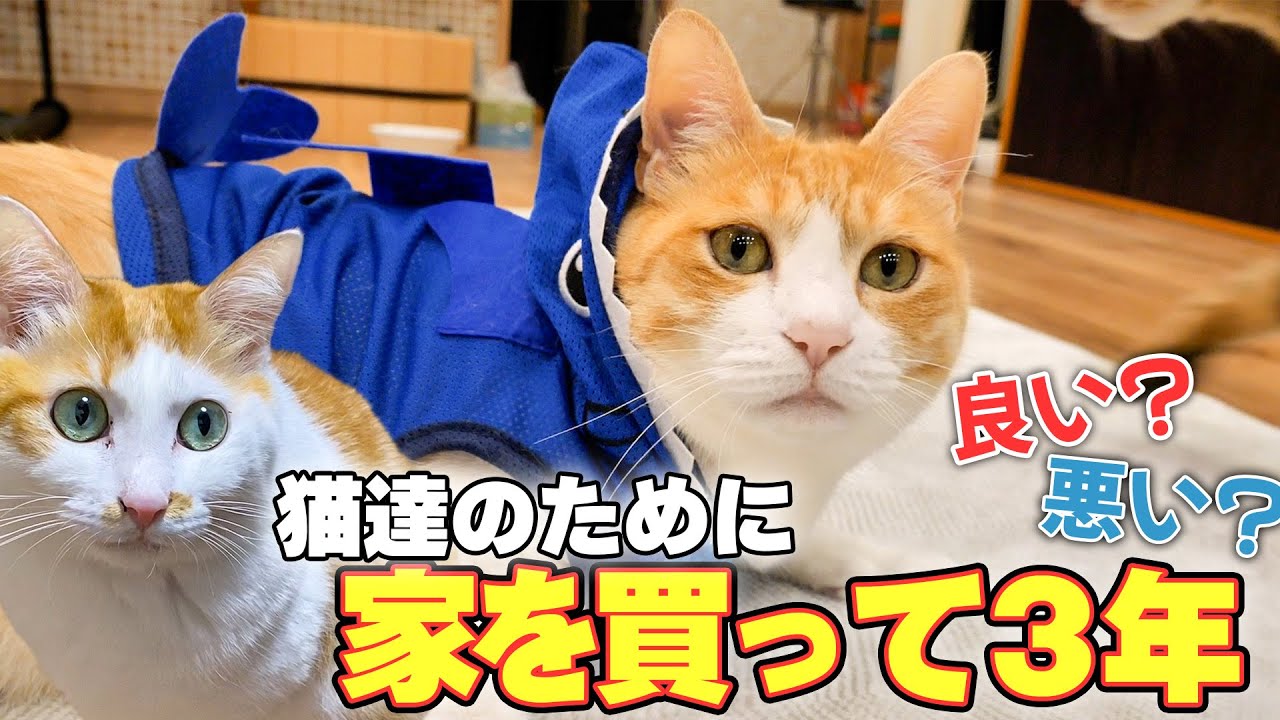 猫たちのために家を購入して３年… 実はヤバめの不審者が家に来ていました。