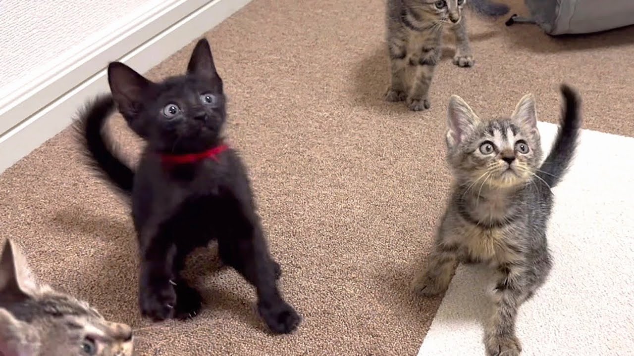初めてのお部屋で保護した子猫達がこうなりました。