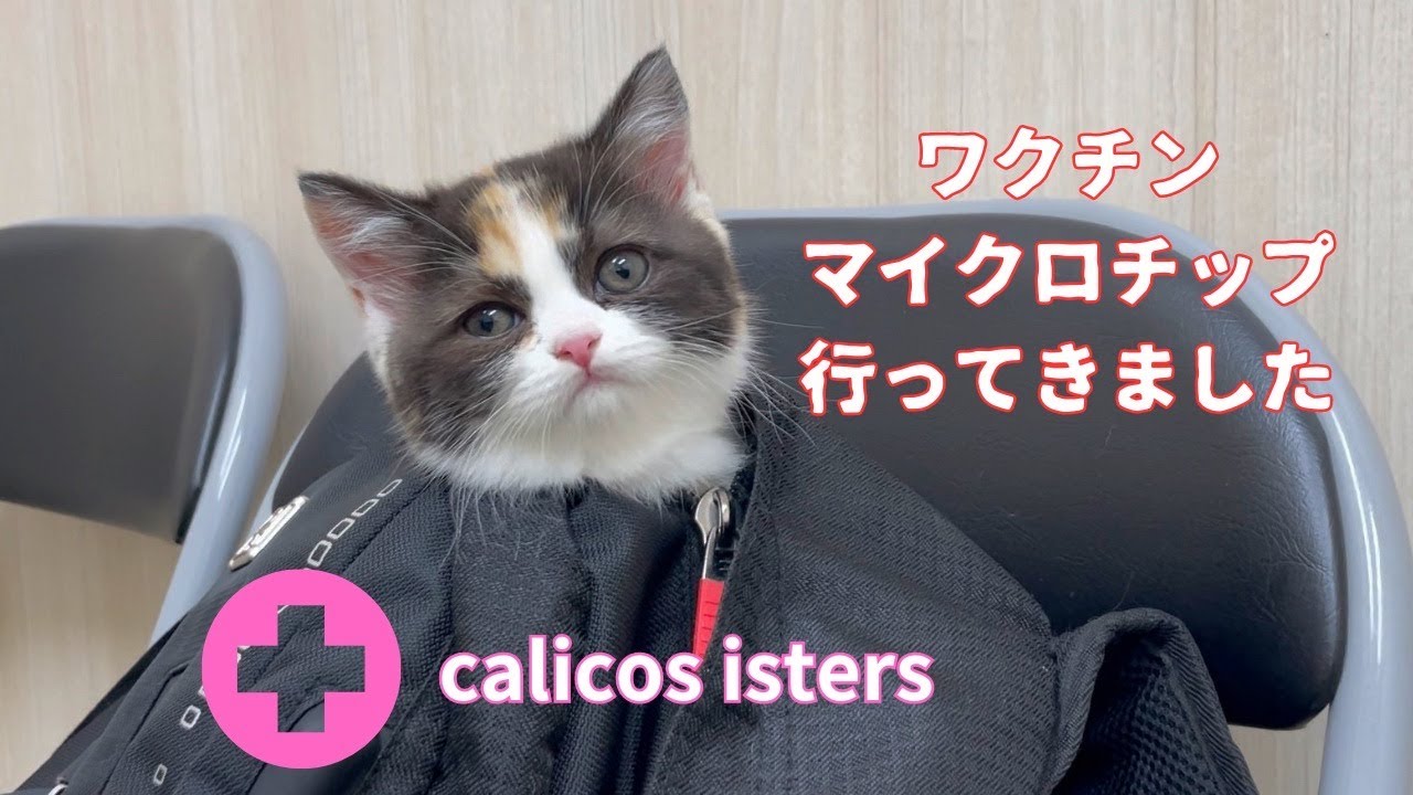 キャリコシスターズ獣医さんへ行く【ブリティッシュショートヘア子猫】