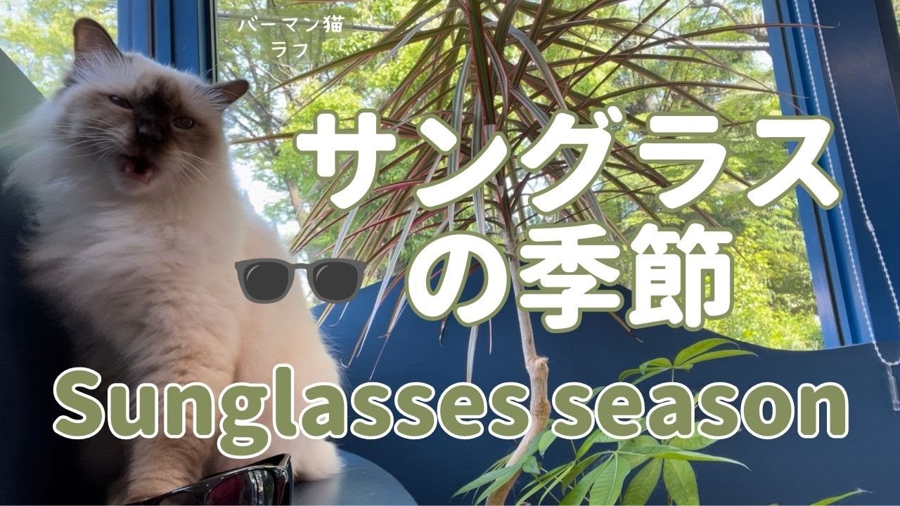 バーマン猫ラフ【サングラスの季節】Sunglasses season（バーマン猫）Birman/Cat