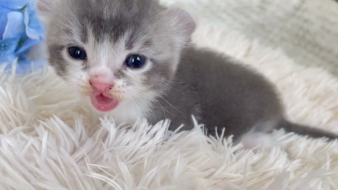 アメリカンカール　男の子