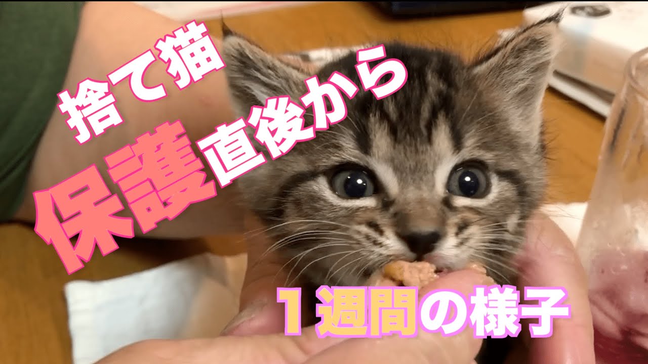 感動の赤ちゃん猫成長記録！捨てられた子猫の1週間での驚愕の変化が凄い【保護猫】