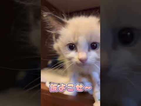 ぐったりしたラグドールが動物病院にやって来た！！