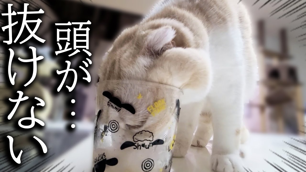 深夜にハスキー犬がクンクン騒いでるのでついて行くと子猫が...
