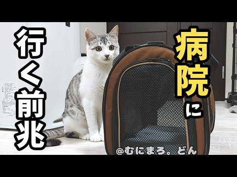 手術後の子猫が病院に行く気配を察知したら…。