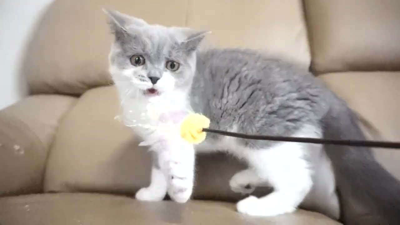 ブリティッシュショートヘアー子猫　British Shorthair　2023.2.25 産まれ　ブルー&ホワイト　女の子　シーダキャット猫のお店